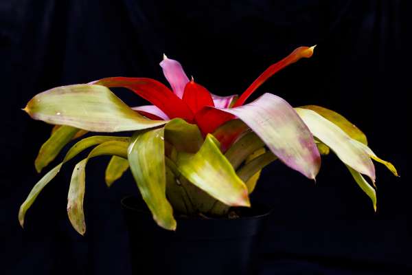NEOREGELIA SEXY PINK - Image 2