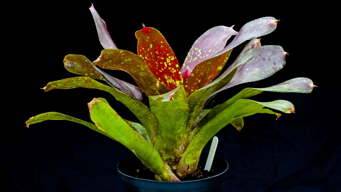 NEOREGELIA TREASURE CHEST