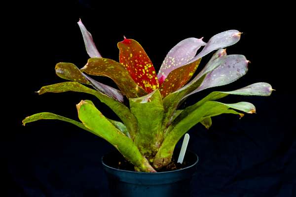 NEOREGELIA TREASURE CHEST