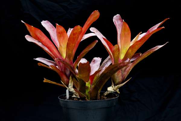 NEOREGELIA FIREBALL - Image 2