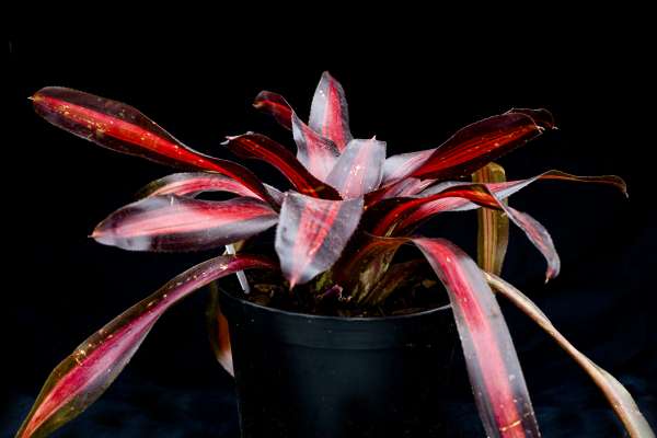 NEOREGELIA PEMIENTO - Image 4