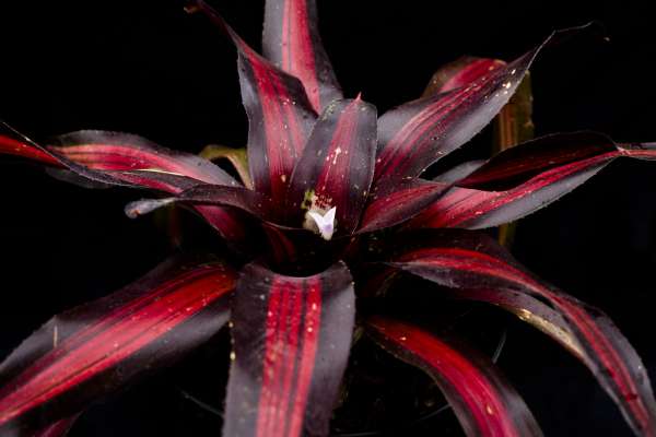 NEOREGELIA PEMIENTO - Image 3