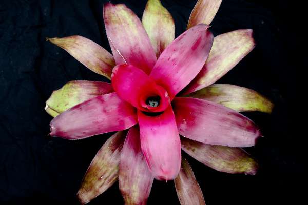 NEOREGELIA SEXY PINK