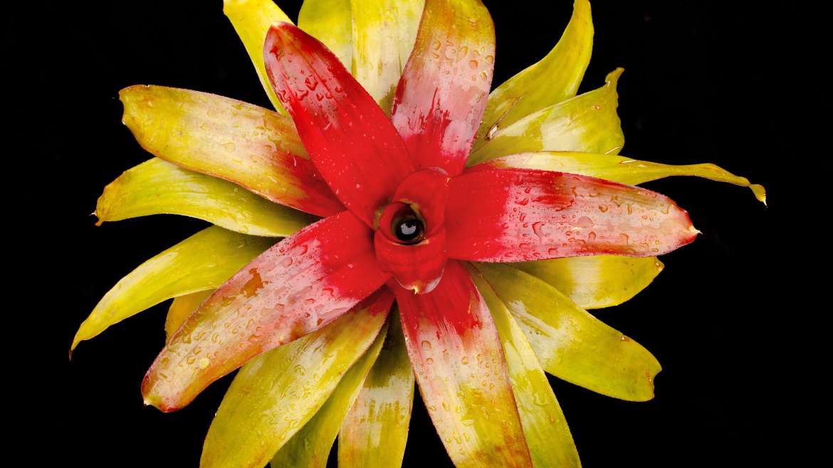 NEOREGELIA TANGERINE