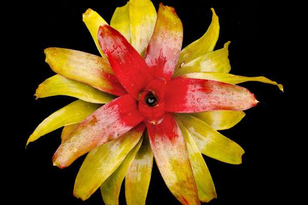 NEOREGELIA TANGERINE