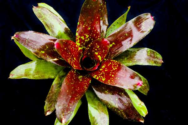 NEOREGELIA TREASURE CHEST - Image 2