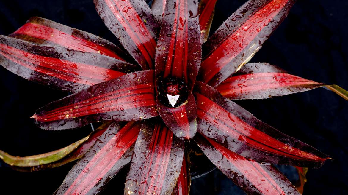 NEOREGELIA PEMIENTO