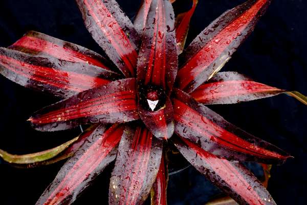 NEOREGELIA PEMIENTO