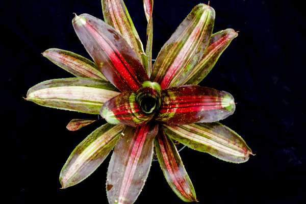 NEOREGELIA KAHALA DAWN