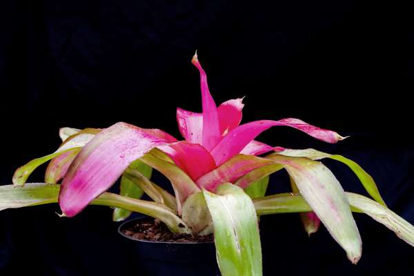 NEOREGELIA SEXY PINK - Image 4