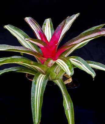 NEOREGELIA TRICOLOR