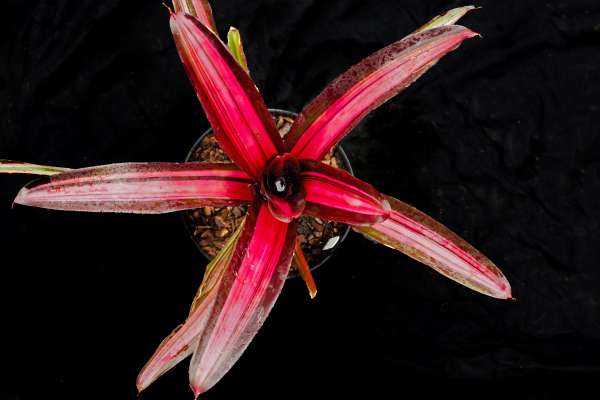 NEOREGELIA PERFECTION
