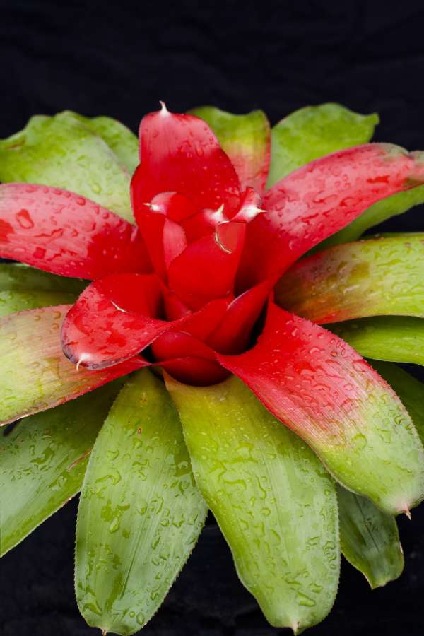 NEOREGELIA KING’S RANSOM