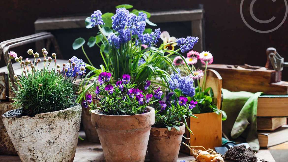 House Plants