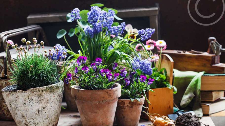 House Plants