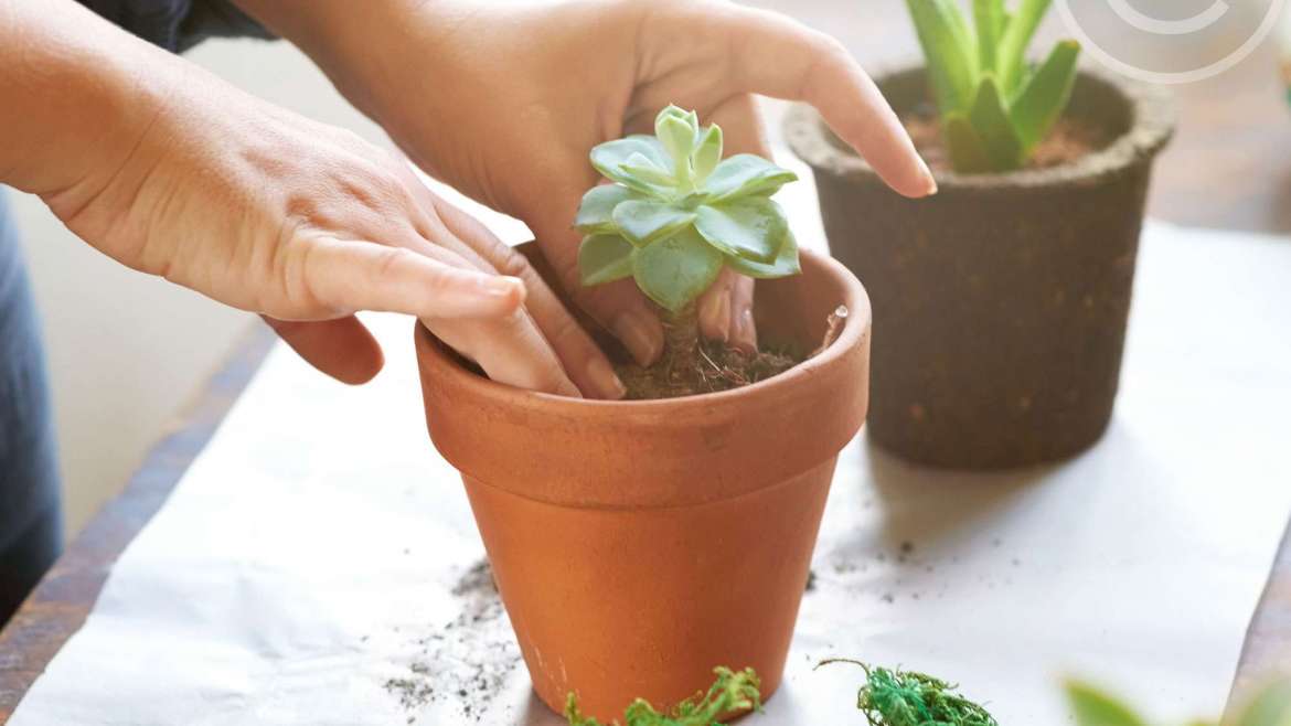 Plant Pots