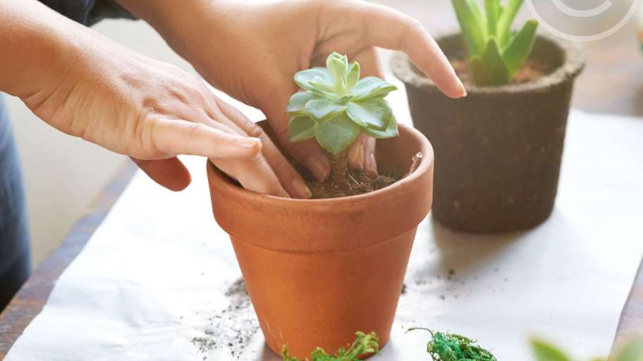 Plant Pots