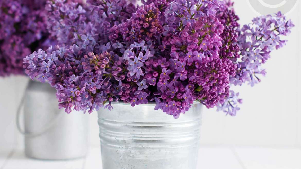 Plants for Bright Spots