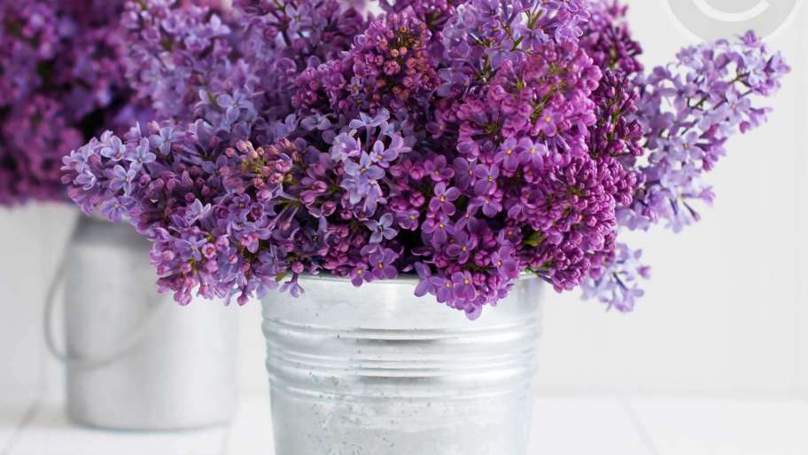 Plants for Bright Spots