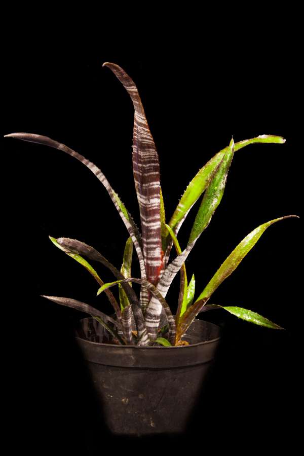 Billbergia Darth Vader