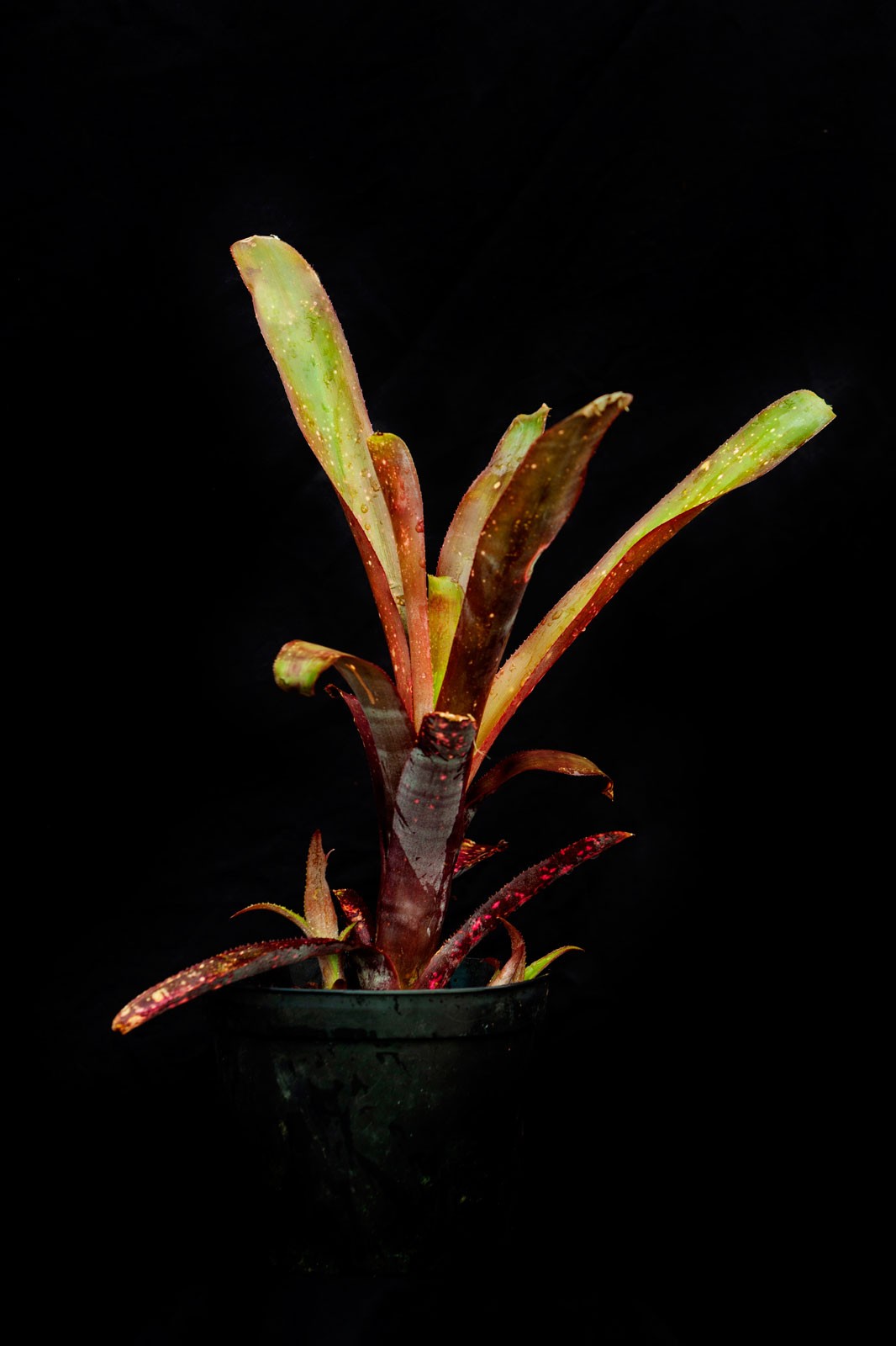 bromliads from cornwall