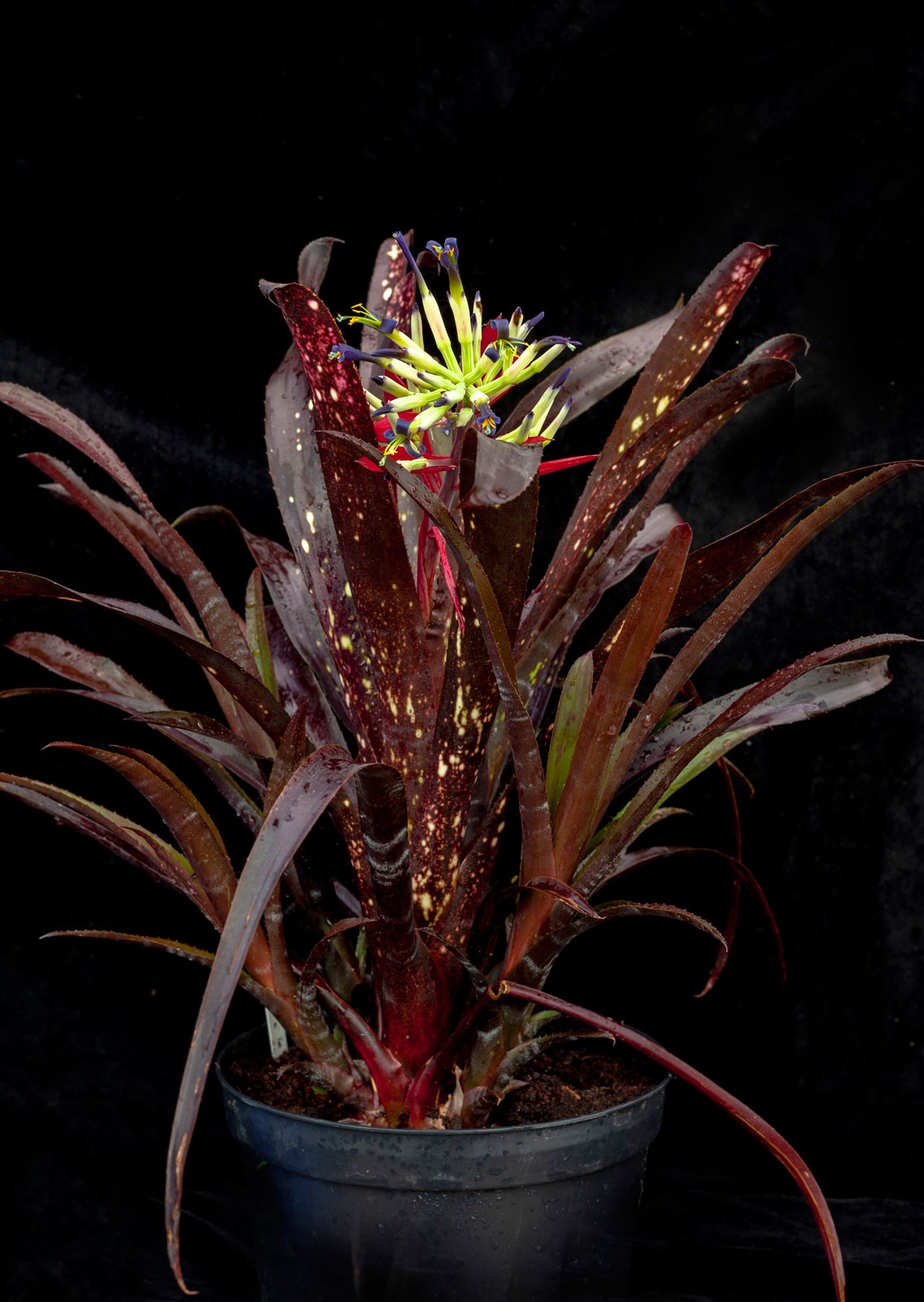 bromliads in the post