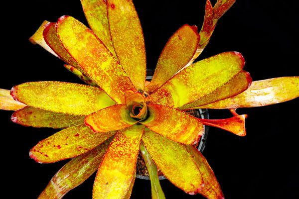 NEOREGELIA JILL - Image 2