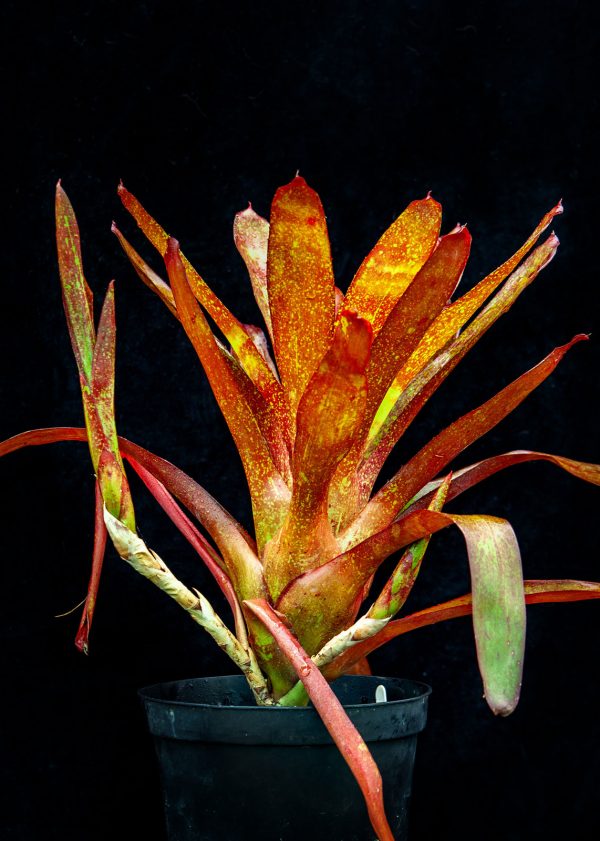 NEOREGELIA JILL