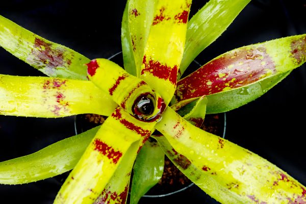 NEOREGELIA GAZPACHO - Image 3