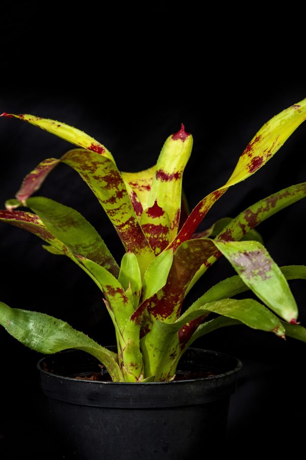 NEOREGELIA GAZPACHO